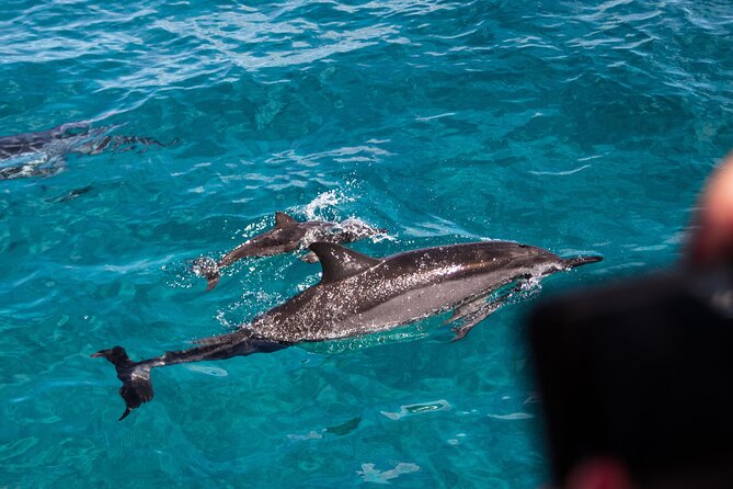 Oahu Dolphin and Snorkel Tour with Waikiki Pickup & Lunch - What the boat day is really like