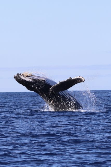 Oahu: Dolphin Swim and Turtle Snorkel Excursion in Waianae - From Waikiki to Waianae: a long transfer with a purpose