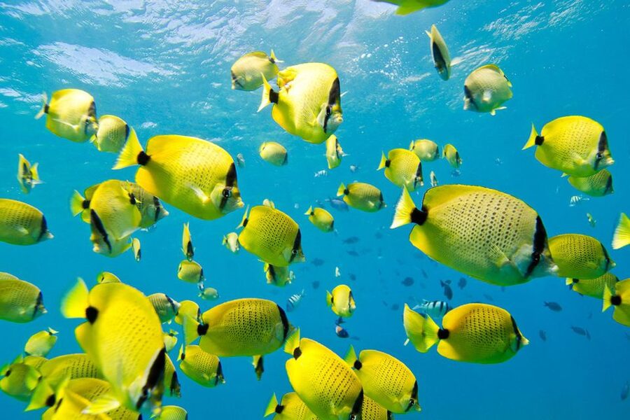 Oahu: Dolphin Swim and Turtle Snorkel Excursion in Waianae - Dolphins are the headline, not a promise of contact