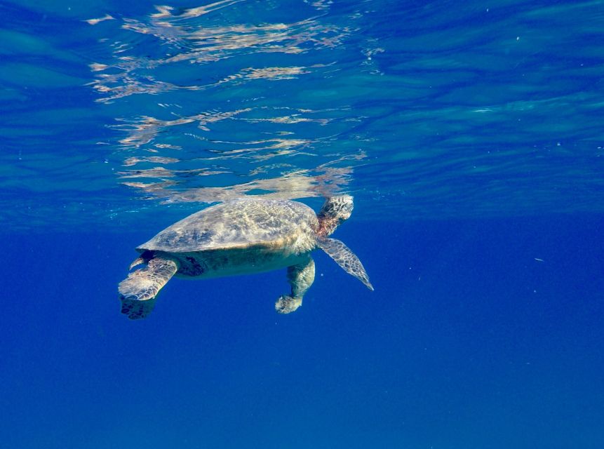 Oahu: Dolphin Swim and Turtle Snorkel Excursion in Waianae - Winter whale watching adds another layer