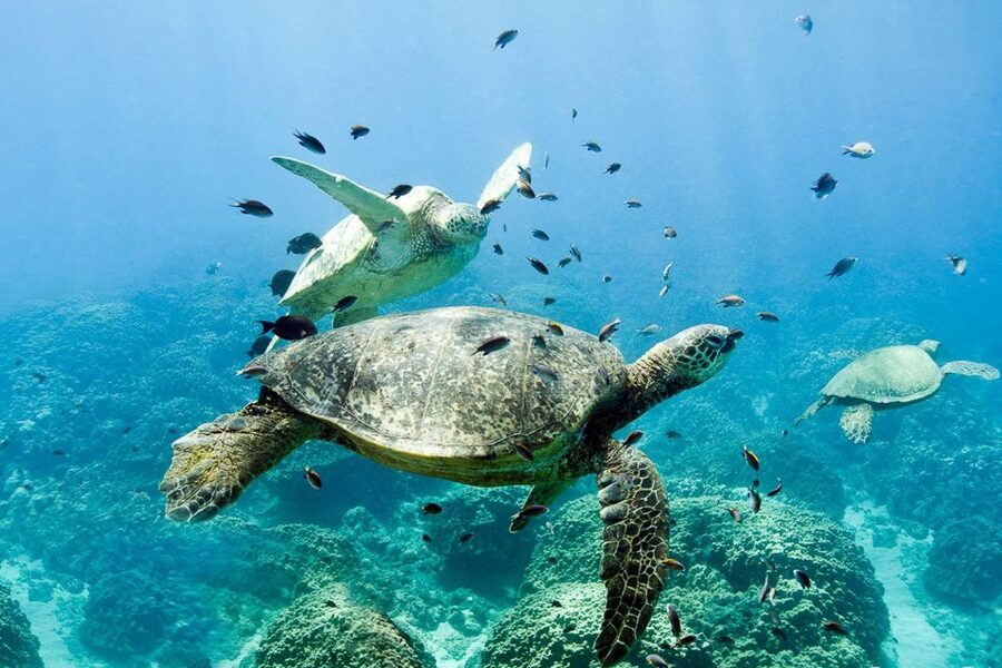 Oahu: Dolphin Swim and Turtle Snorkel Excursion in Waianae - Snorkeling in protected bays and reef water