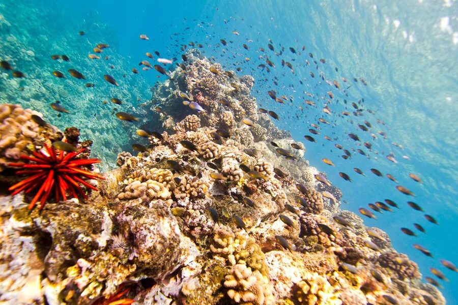 Oahu: Dolphin Swim and Turtle Snorkel Excursion in Waianae - Lunch, drinks, and the little comforts