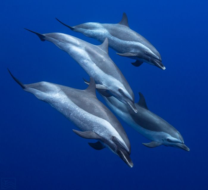 Oahu: Dolphin Swim and Turtle Snorkel Excursion in Waianae - The Waianae safety briefing sets the tone