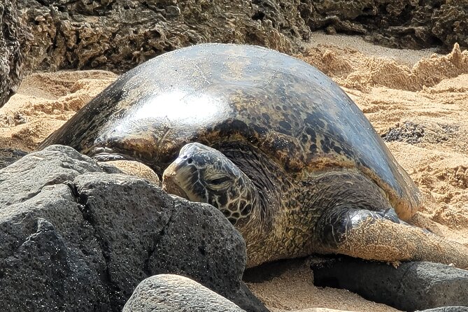 Oahu Fun Circle Island Tour With Pickup - Eternity Beach and Halona Blowhole