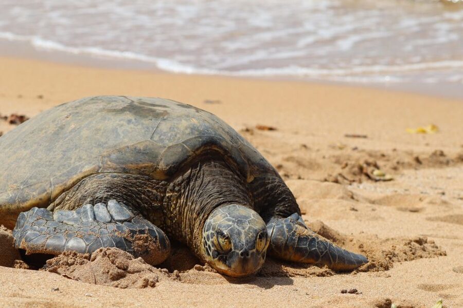 Oahu: Oahu Ultimate Grand Circle Island Tour - Starting in Waikiki and reaching Diamond Head