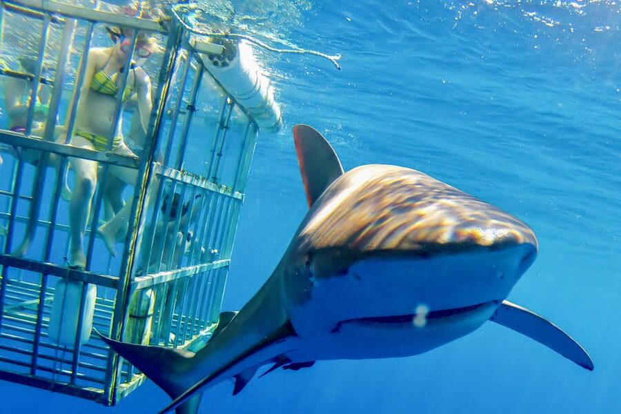 Oahu: Shark Cage Dive on the North Shore - Key details before you book