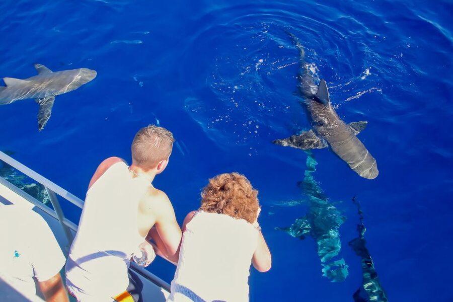 Oahu: Shark Cage Dive on the North Shore - Who should book this North Shore adventure