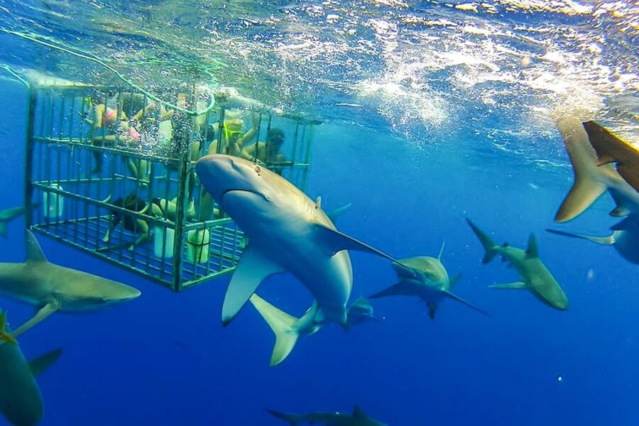 Oahu: Shark Cage Dive on the North Shore - The safety briefing and cage setup