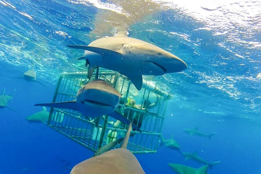 Oahu: Shark Cage Dive on the North Shore - About 15 to 20 minutes in the cage