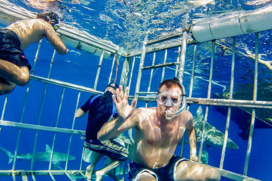 Oahu: Shark Cage Dive on the North Shore - How the guides shape the experience
