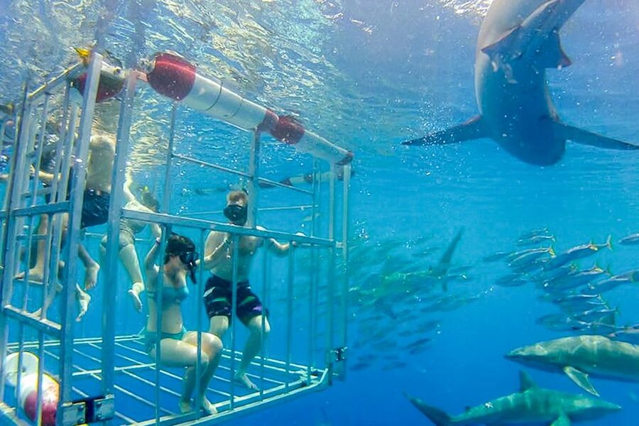 Oahu: Shark Cage Dive on the North Shore - What the $99 price includes