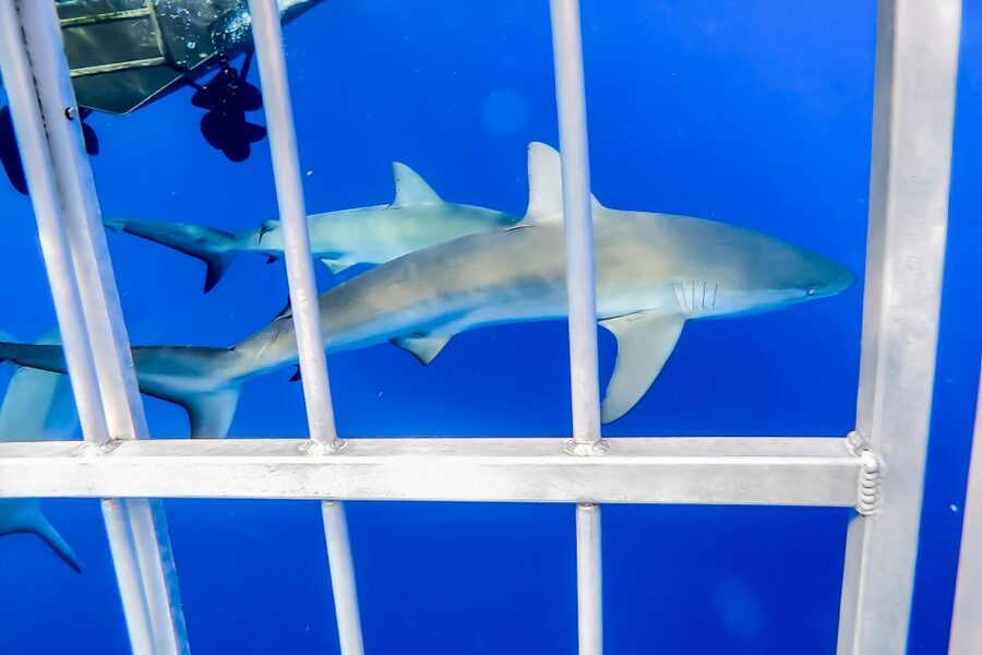 Oahu: Shark Cage Dive on the North Shore - Weather, sea conditions, and the real drawbacks