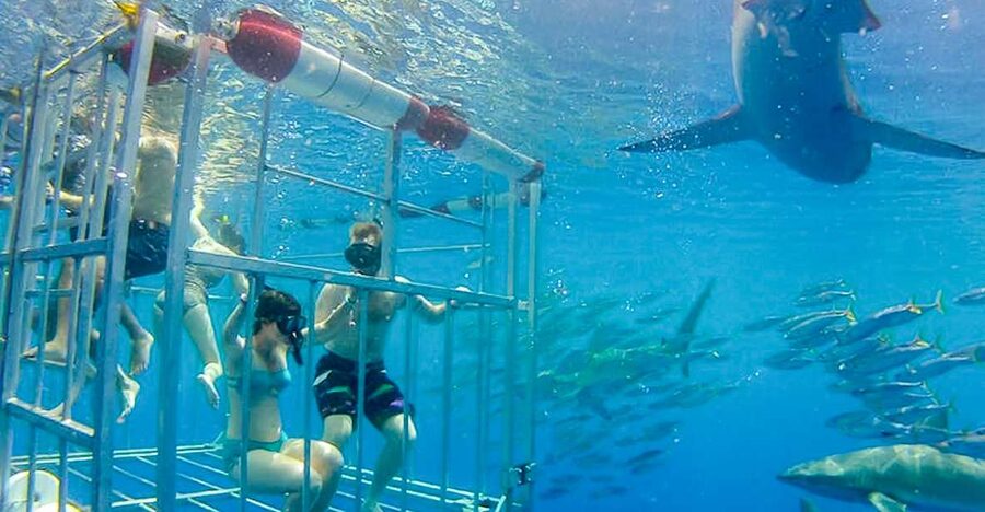 Oahu: Shark Cage Dive on the North Shore - The boat ride along Oahu’s North Shore