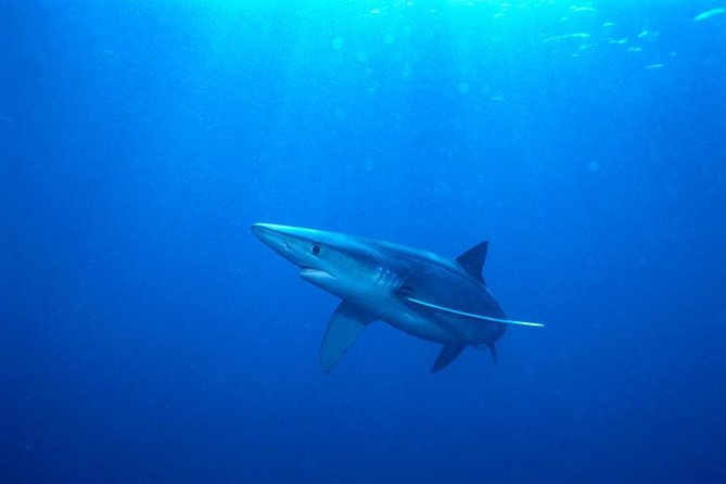 Oahu Shark Dive - Watching from the boat still works