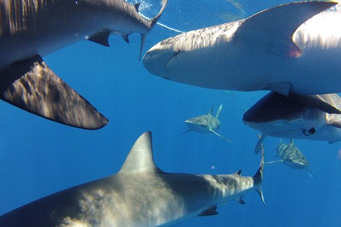 Oahu Shark Dive - Rough water and seasickness