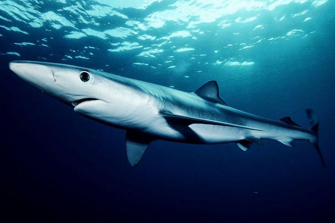 Oahu Shark Dive - Getting from Waikiki to Haleiwa