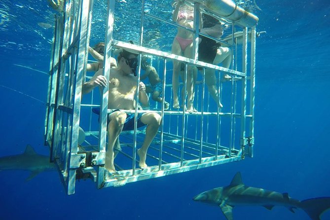 Oahu Shark Dive - The safety briefing matters