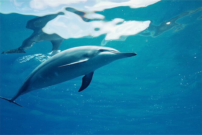 Oahu: Swim with Dolphins on the West Coast - Why Oahu’s West Coast Makes the Difference