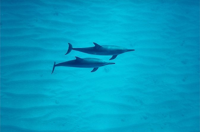 Oahu: Swim with Dolphins on the West Coast - Searching for Wild Dolphins