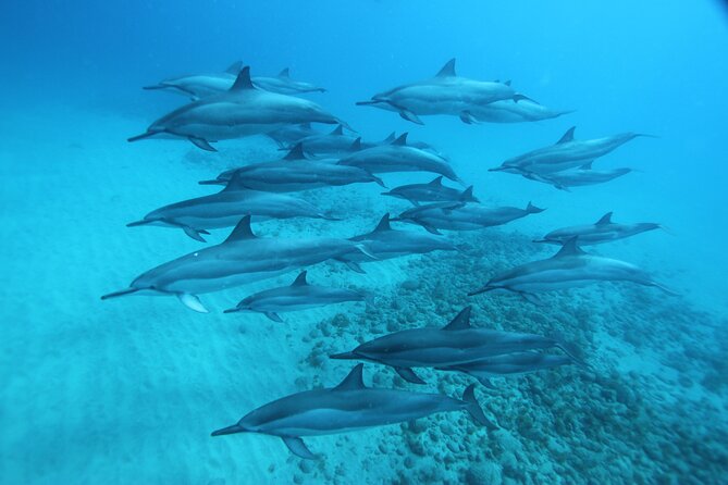 Oahu: Swim with Dolphins on the West Coast - The Spinner Dolphin Rules Matter