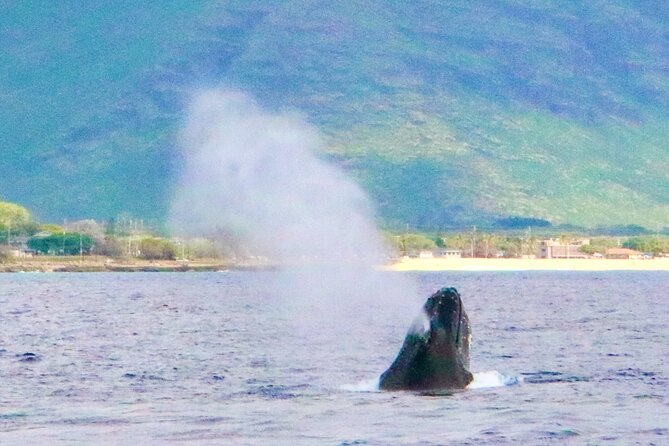 Oahu: Swim with Dolphins on the West Coast - Lunch and What Is Included