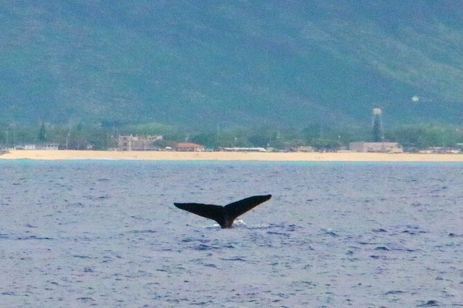 Oahu: Swim with Dolphins on the West Coast - Crew Style, Safety, and the Occasional Rough Edge