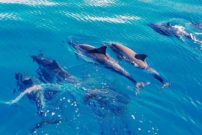 Oahu: Swim with Dolphins on the West Coast - Setting Out From Waiʻanae Harbor