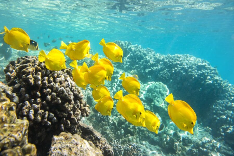 Oahu: Waikiki Glass Bottom Boat Sunset Cruise - How the water and weather affect the ride
