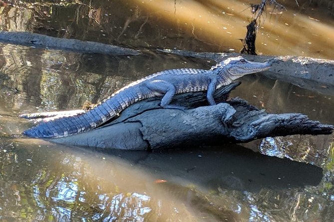 Oak Alley Plantation and Large Airboat Swamp Tour from New Orleans - Alligators, bald eagles, and the wildlife odds