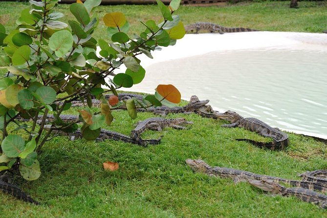 One-Hour Airboat Ride Near Orlando - What the 60-minute airboat ride feels like