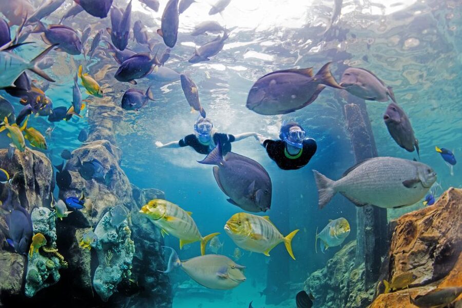 Orlando: Discovery Cove Admission Ticket & Additional Parks - The Grand Reef: The Main Reason to Visit
