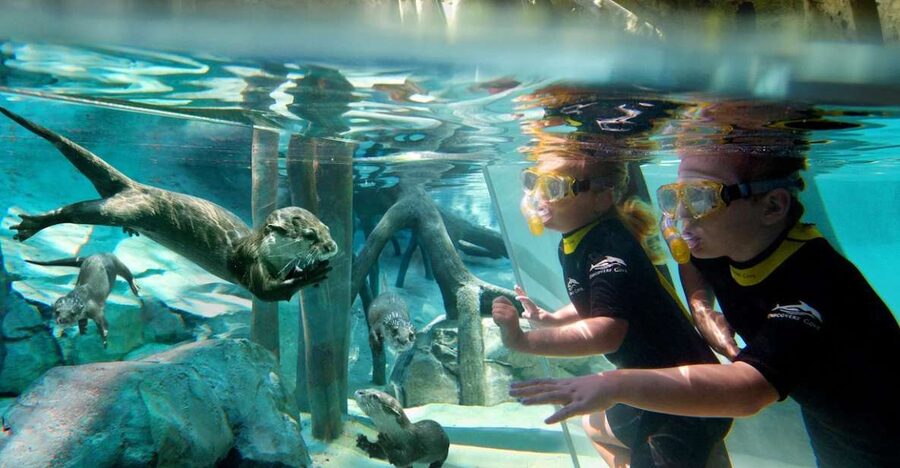 Orlando: Discovery Cove Admission Ticket & Additional Parks - Who Should Book Discovery Cove?