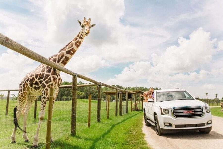 Orlando: Drive-Thru Safari Park at Wild Florida - What the Wild Florida safari actually feels like