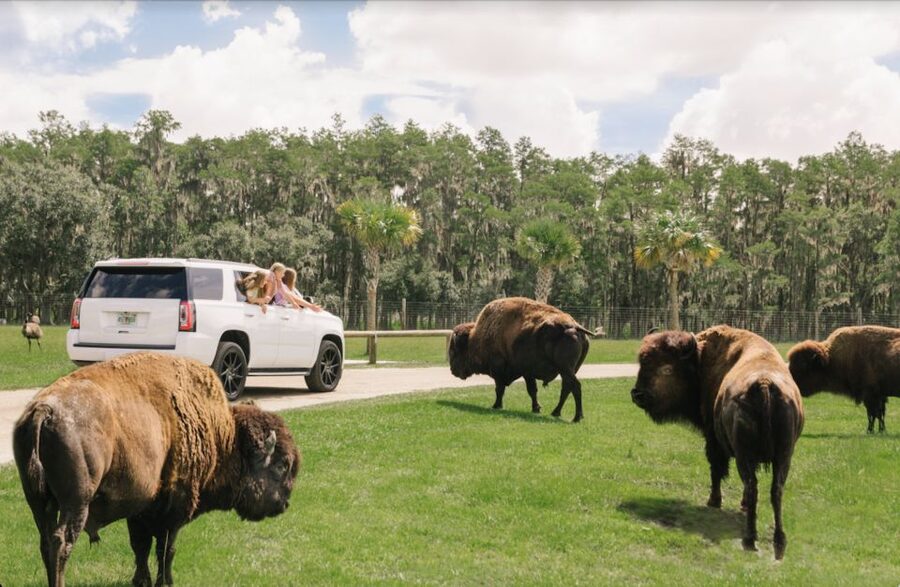 Orlando: Drive-Thru Safari Park at Wild Florida - Close encounters from behind the wheel