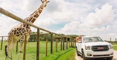 Drive-Thru Safari Park at Wild Florida