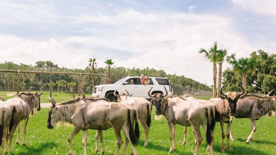 Orlando: Drive-Thru Safari Park at Wild Florida - The included Gator Park adds a second half