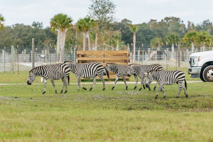 Orlando: Drive-Thru Safari Park at Wild Florida - Is $35 per person good value?