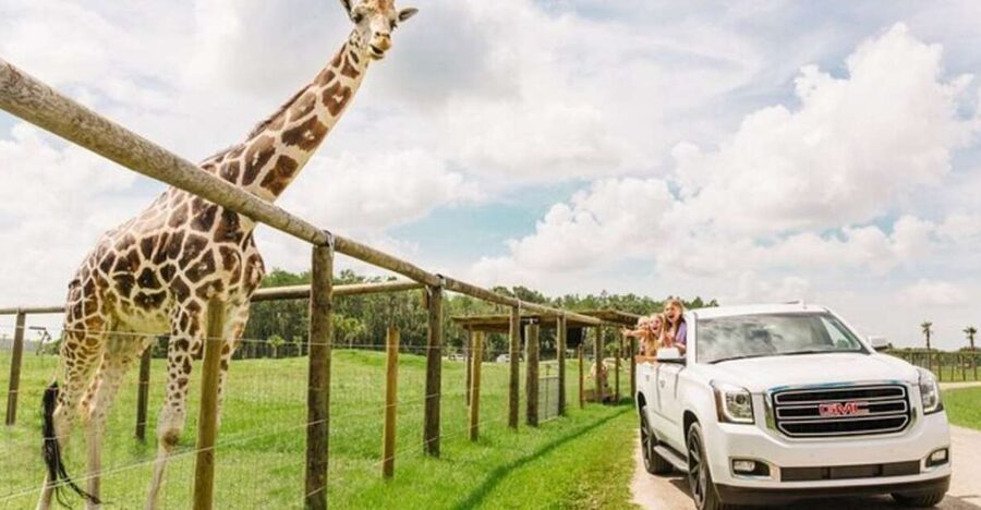 Orlando: Drive-Thru Safari Park at Wild Florida - The gravel route and its free-roaming animals