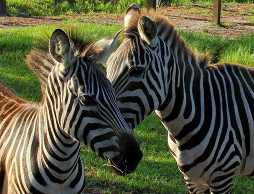 Orlando: Everglades Airboat Ride and Wildlife Park Ticket - The 30-minute airboat ride