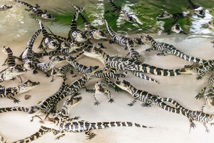 Orlando: Gatorland Skip-the-Line Ticket - Key points to know before you go