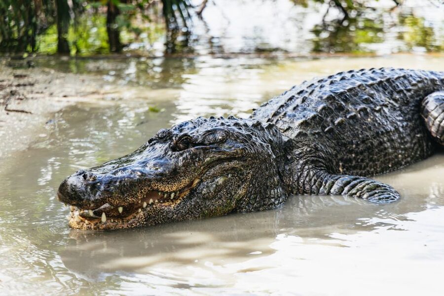 Orlando: Gatorland Skip-the-Line Ticket - Gator Jumparoo delivers the big spectacle