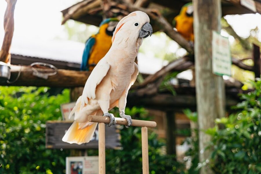 Orlando: Gatorland Skip-the-Line Ticket - Swamp buggy rides and the zip line