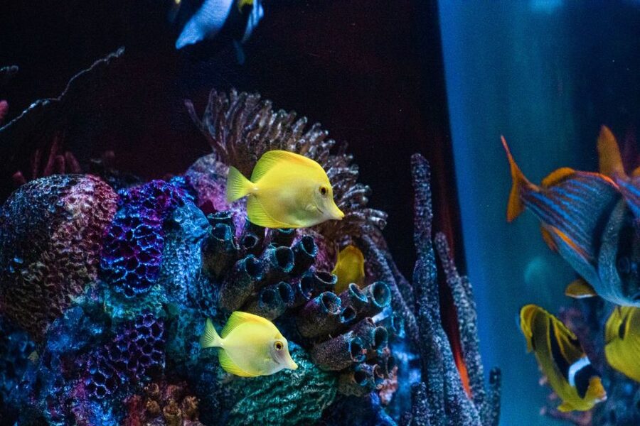 Orlando: SEA LIFE Orlando Aquarium - Key things to know before you go