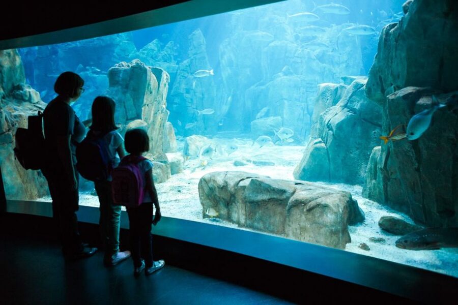 Orlando: SEA LIFE Orlando Aquarium - The 360-degree ocean tunnel