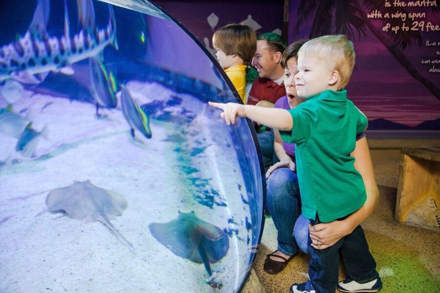 Orlando: SEA LIFE Orlando Aquarium - Touching sea stars and sea anemones