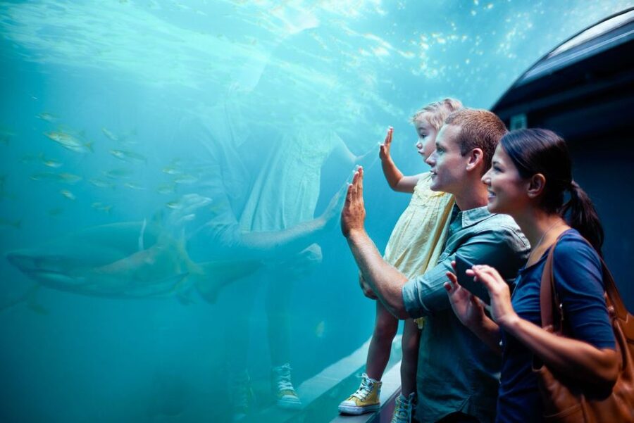 Orlando: SEA LIFE Orlando Aquarium - What happens behind the scenes