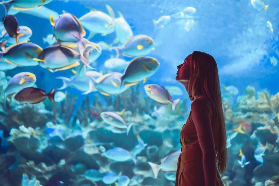 Orlando: SEA LIFE Orlando Aquarium - The aquarium route and its family appeal
