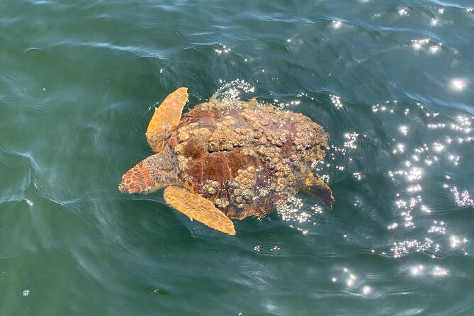 Pensacola Frisky Dolphin Sightseeing Bay Cruise - Choosing Morning, Afternoon, Or Sunset