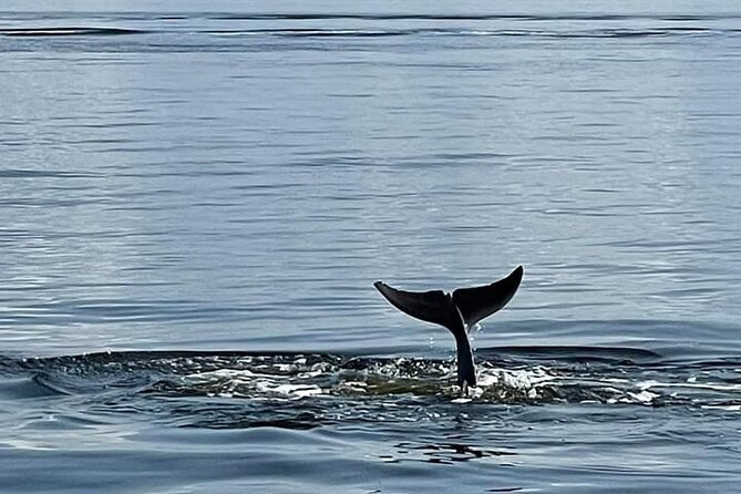Pensacola Frisky Dolphin Sightseeing Bay Cruise - A Few Quirky Extras Onboard
