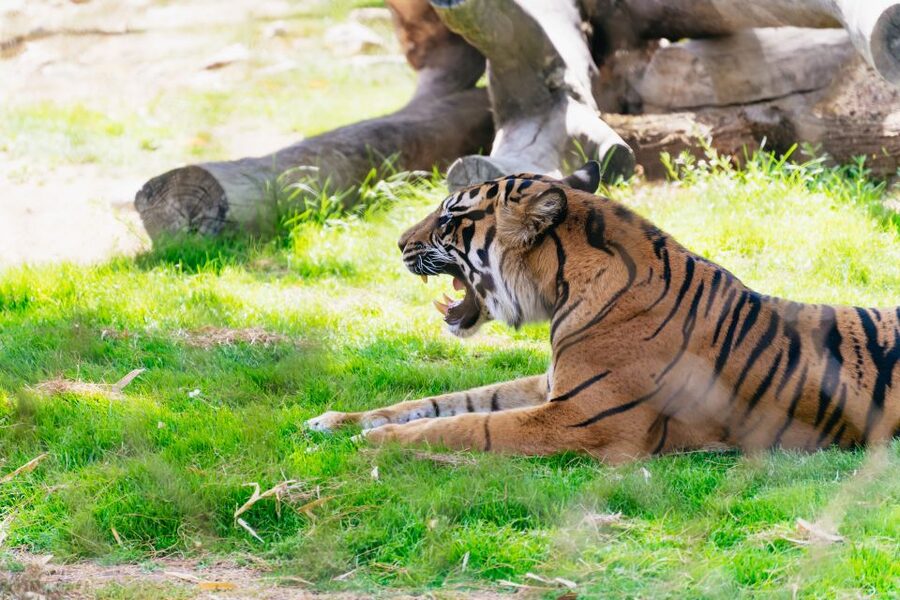 Phoenix Zoo One Day General Admission Ticket - FAQ
